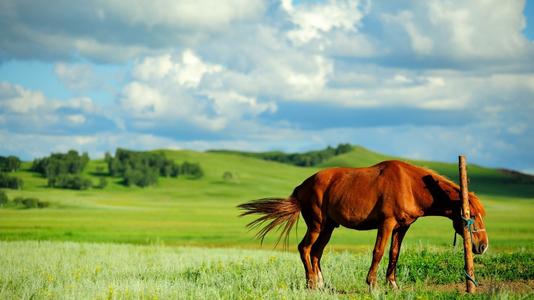爱上野马，我的心是你的草原