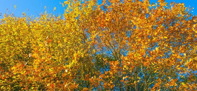 秋天的松树树组成