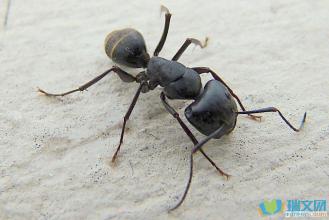 观察日记蚂蚁
