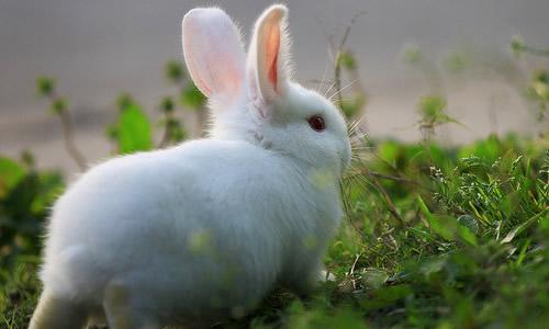 描述小白兔子的成分