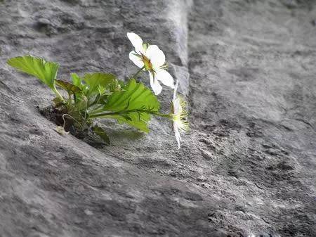 悬崖上的一朵花