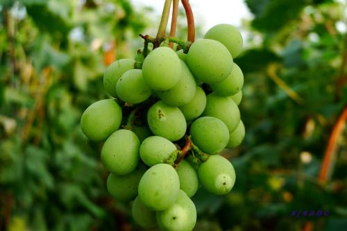 哲学故事：葡萄与葡萄