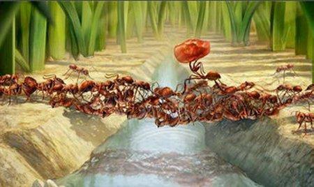 蚂蚁移动食物成分