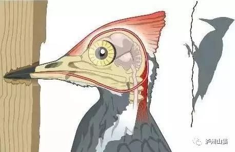 啄木鸟对人类的启示