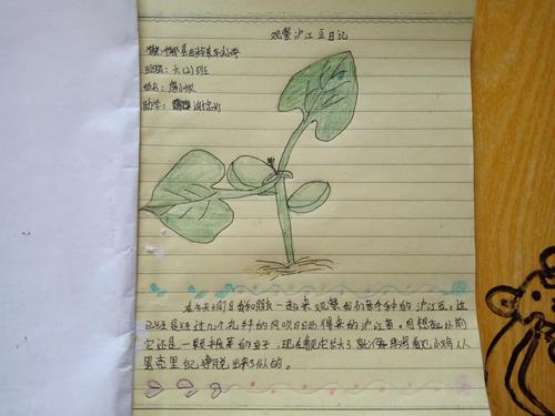 日记观察植物生长