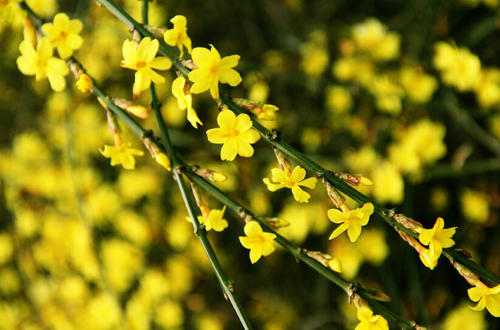 冬季茉莉花组成