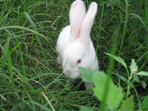 日记可爱的小白兔