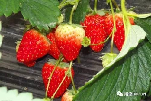 关于采摘草莓的组成