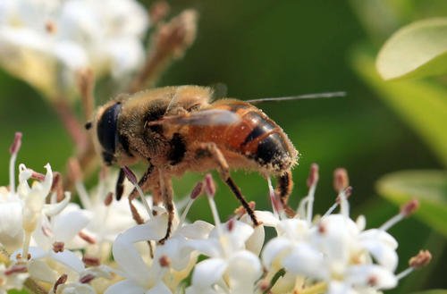 蜜蜂采集蜂蜜成分