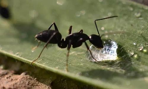 蚂蚁的启示