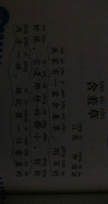 含羞草作文500字