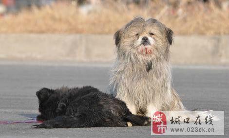 看完后忠实的流浪狗