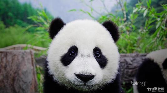 可爱的熊猫组成