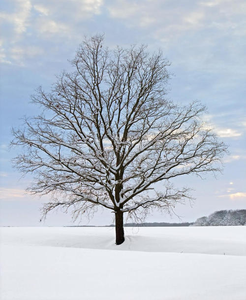 描述冬天枯树的美丽