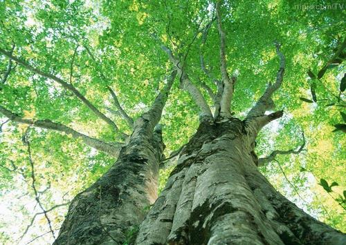 关于树木的谚语是什么