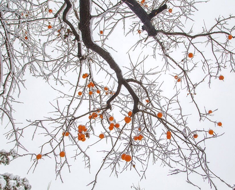 雪正在飞，白色2