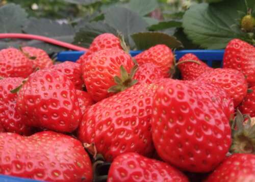 20，我想挑另一个草莓。我最近一直想吃草莓。我必须和自己慢慢走。它很自豪。