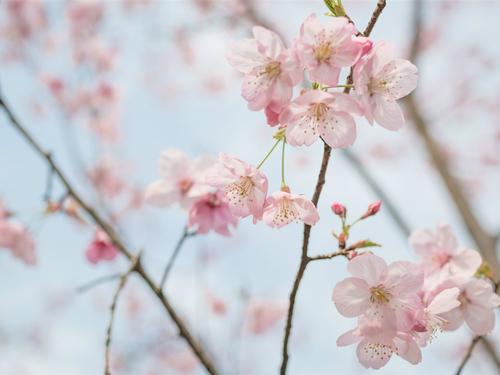 樱花就像大约10个单词的短句