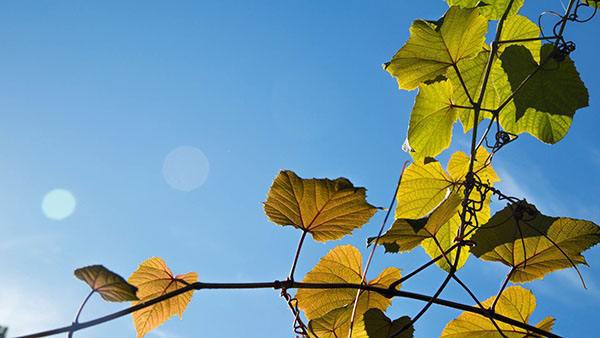 在这个寒冷的季节