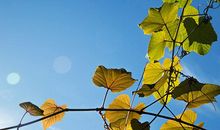 天气变凉关心问候短信