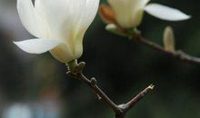 问候短信以爱心温暖