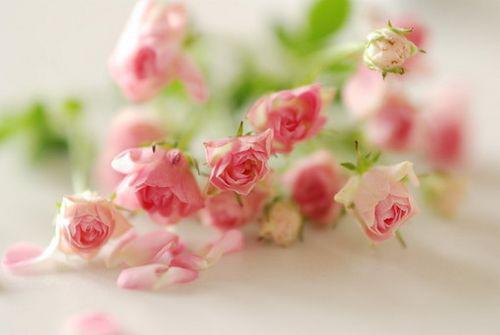 节日是清澈的和桃子的