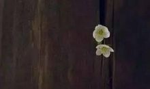 表达爱的说说长点的