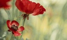 有关感恩 青春的句子