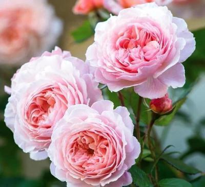 您给了我一个蓝色的气球