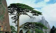 赞美松树的名言