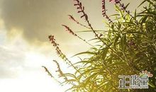 有关不想长大的句子