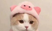 发个关于花呗的说说 还花呗发朋友圈说说