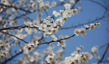 描写腊梅的优美段落