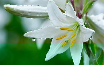    关于百合的漂亮句子  1