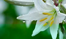 关于百合花的优美句子