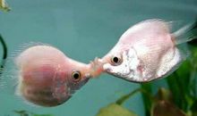 爱情文字短句：没有什么公不公平，动了心你就别想赢