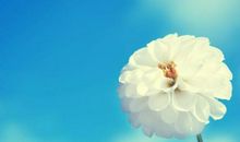 描写花的优美诗句大全