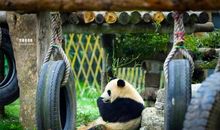 形容动物园开心的句子