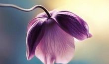 适合感恩节发的祝福语 感恩大家祝福的语句