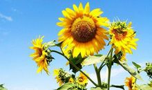 让人开心积极的句子