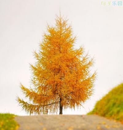 红色的尘土在路上