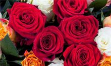 描写玫瑰的优美句子