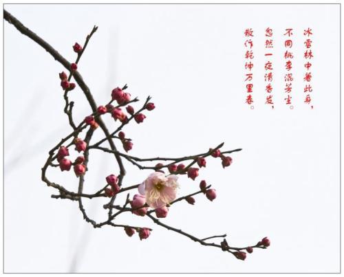 描写花的古诗句 0