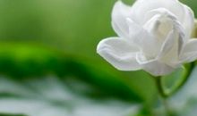 心烦意乱人生哲理句子