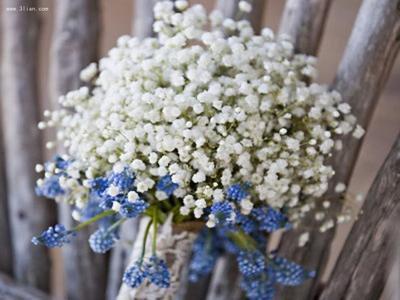 植被揭示了新芽