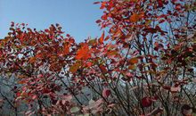 枫叶随风自在摇，秋来润色淡然娇