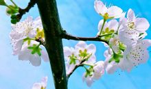 迎接春天的超可爱唯美文案 适合疫情结束春天来临的唯美句子