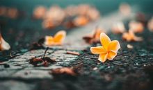 形容亲情的句子英语