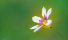 以亲情为立意的句子