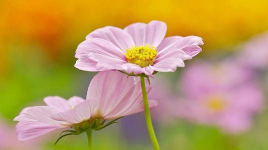 烈日使许多花卉和植物目眩